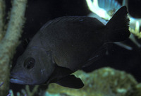 Hypoplectrus nigricans, Black hamlet: aquarium