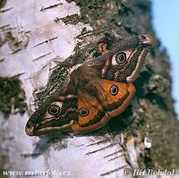 Saturnia pavonia - Emperor Moth