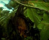 Image of: Pteropus (flying foxes)