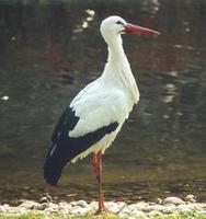 Image of: Ciconia ciconia (European white stork)