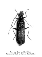 Rhagonycha asiatica - 아세아산병대벌레