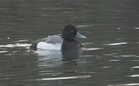 ...The first shot so far received (from Paul King) of the possible Lesser Scaup at Monkmoor Pool (M