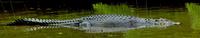 Salt Water Crocodile - Bartang, Andaman Islands.