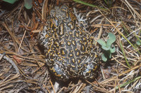 : Bufo canorus; Yosemite Toad