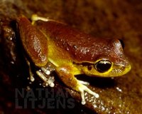 : Litoria lesueurii; Lesueur's Frog