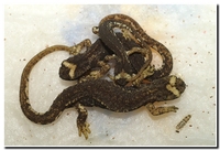 : Salamandrina terdigitata; Spectacled Salamander