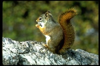 : Tamiasciurus hudsonicus; Red Squirrel