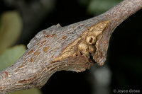 : Dryocosmus asymmetricus; Split Twig Gall Wasp;