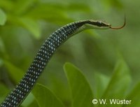 : Dendrelaphis pictus; Painted Bronzeback