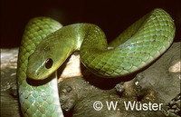 : Liophis typhlus; Snake
