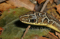: Psammophis sudanensis; Sudan Sand Snake