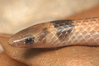 : Tantilla relicta; Peninsula Crowned Snake