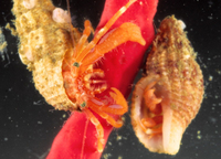 : Parapagurodes hartae; Hermit Crab