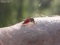 Myg Aedes art (Aedes sp.) Foto/billede af