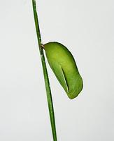Coenonympha pamphilus - Small Heath