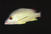 Lutjanus fulvus, Blacktail snapper: fisheries, gamefish, aquarium