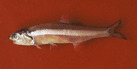 Anchoa filifera, Longfinger anchovy: fisheries