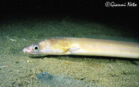 Echelus myrus, Painted eel: fisheries
