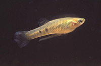 Phalloceros caudimaculatus, Dusky millions fish: aquarium