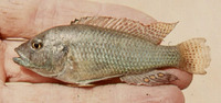 Haplochromis desfontainii, :