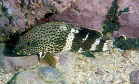 Epinephelus stoliczkae, Epaulet grouper: fisheries