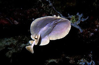 Torpedo sinuspersici, Marbled electric ray: gamefish