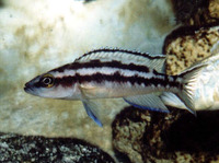 Neolamprologus buescheri, : aquarium