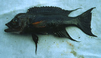 Neolamprologus furcifer, : aquarium