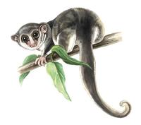 Image of: Cheirogaleus medius (fat-tailed dwarf lemur)