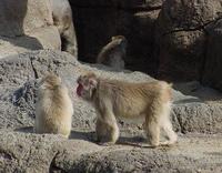 Image of: Macaca fuscata (Japanese macaque)