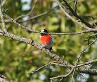 Petroica multicolor - Scarlet Robin