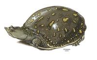 Image of: Lissemys punctata (Indian flapshell turtle)