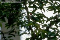 Jambu Fruit-Dove - Ptilinopus jambu