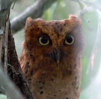 Sokoke Scops-Owl - Otus ireneae