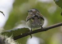 White-banded Tyrannulet - Mecocerculus stictopterus