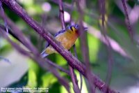 Black-eared Shrike-Babbler - Pteruthius melanotis