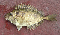 Rabbit Fish or Spinefoot (Siganus oramin)