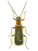 Hatchiana glochidiatus - 등점목가는병대벌레