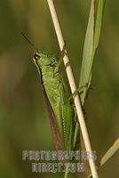 grasshopper ( Parapleurus alliaceus ) stock photo
