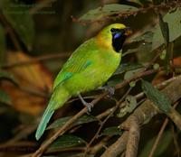 Blue-winged Leafbird - Male