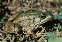 : Rana clamitans melanota; Green Frog