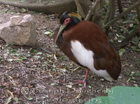 : Lophotibis cristata; Madagascar Crested Ibis