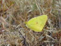 : Colias harfordii; Harford's Sulphur