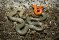 : Diadophis punctatus pulchellus; Coral-bellied Ringneck Snake