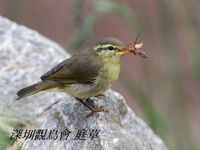 Phylloscopus affinis Tickell's Leaf Warbler 黃腹柳鶯 098-077