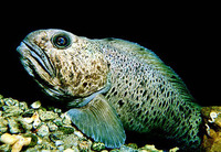Anarhichas minor, Spotted wolffish: fisheries, gamefish