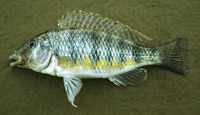 Gnathochromis pfefferi, : aquarium