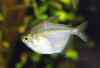 Brachychalcinus orbicularis, Discus tetra: aquarium