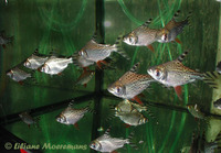 Semaprochilodus taeniurus, Silver prochilodus: fisheries, aquarium