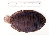 Trinectes fonsecensis, Spottedfin sole: